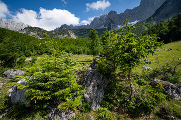 Alpenlandschaften - naturbelassene grüne Alm mit etwas Bergwald am Wilden Kaiser.