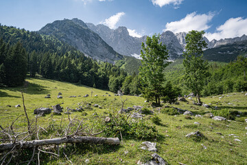 Alpenlandschaften - naturbelassene grüne Alm mit etwas Bergwald am Wilden Kaiser. - 776104755