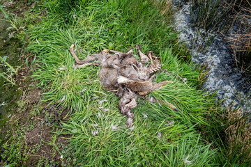 Fototapeta na wymiar Wolfsangriff - Überreste von einem Reh, das vom Wolf gerissen wurde.