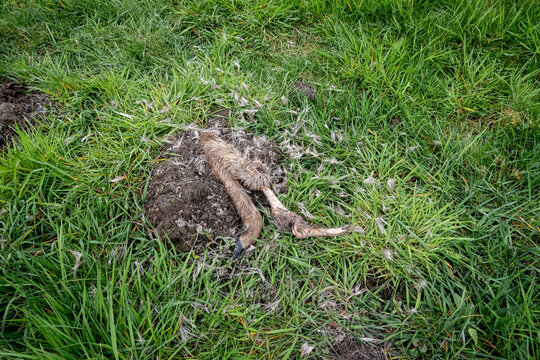 Wolfsangriff - &Uuml;berreste von einem Reh, das vom Wolf gerissen wurde.