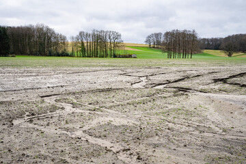 Bodenerosion - verschlemmte und ausgewaschene Getreidefläche in Winter nach heftigen Regenfällen, Symbolfoto.. - 776105314