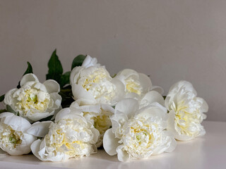 White blooming peonies on a gray background, horizontal photo. 