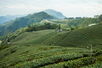 Green lush tea field in countryside - 776116786