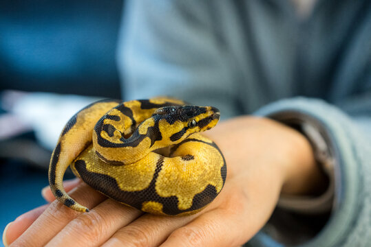 Ball python on the hand