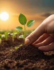 A close-up image capturing the nurturing moment of a hand planting a young seedling in fertile soil against a warm sunset, symbolizing growth and eco-friendliness.