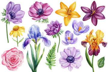 Set Flowers of iris flower, anemone, echinacea, lily, crocus and rose, watercolor hand drawing botanical illustration
