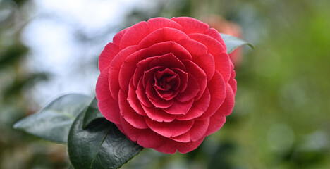 Beautiful close-up of a camellia japonica flower