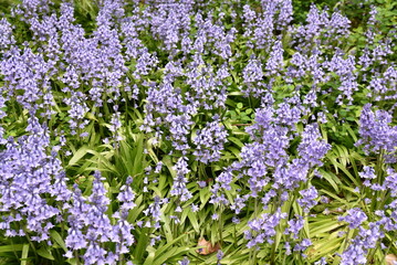 Hyacinthoides non-scripta au printemps