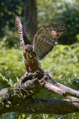 Close-up of a crested hawk eagle