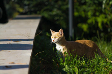 Ginger Tabby Cat exploring in the green