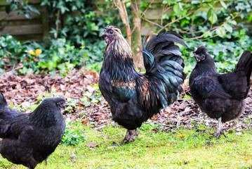 Black rooster and hens grazing in the garden in spring.