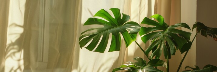 Sunlight filters through curtain and vibrant monstera leaves in a cozy home setting