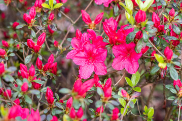 Pink rhododendron japonicum blooming in the garden. - 776124763