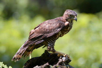 Close-up of a crested hawk eagle