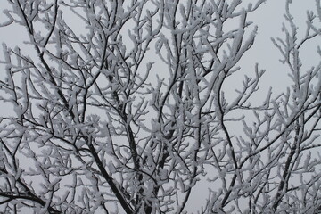 tree, water, nature, lake, landscape, river, sky, trees, spring, autumn, forest, reflection, park, pond, green, grass, winter, scene, mountain, sun, scenery, summer, fog, sunset, day