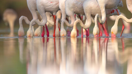 flamingos at Thol Bird Sanctuary 