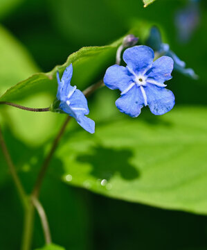 Beautiful close-up of an omphalodes verna flower