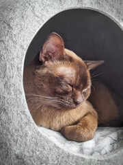 Adorable domestic purebred burmese shorthair tabby cat of brown chocolate color with large pointed ears, whiskers and eyes closed sleeping or resting on soft pillow in grey bed indoors at home