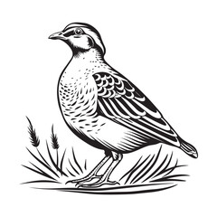  Quail Birds  Image Vector, Illustration Of Quail Birds
