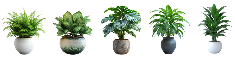 Set of beautiful plants in ceramic pots isolated on transparent or white background