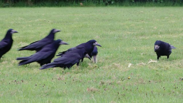 Flock Of Common Ravens Feeding 