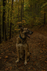 A lovely walk in an autumn forest after the rain