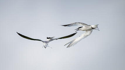 Squabbling Sandwich Terns