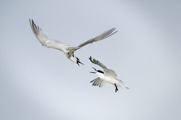 Squabbling Sandwich Terns