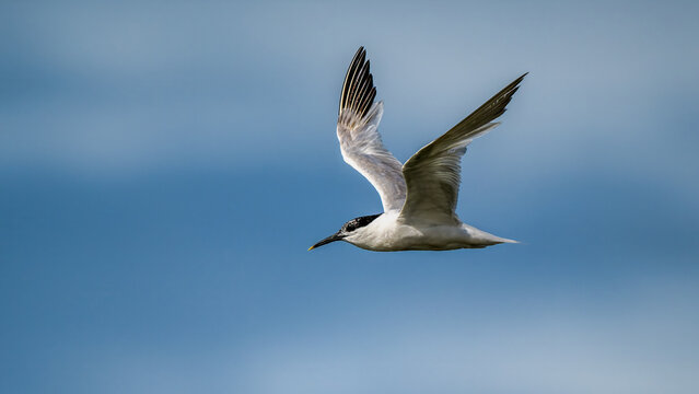 Sandwich Tern soaring in the sky with wings spread wide