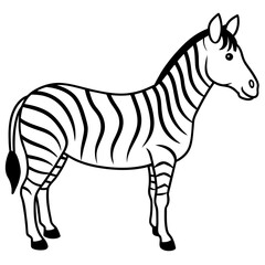 zebra vector illustration