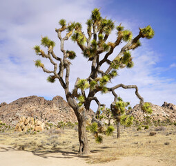 A Joshua Tree on the Boy Scout Trail in Joshua Tree National Park