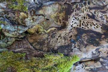 A weathered tree trunk, a testament to bygone times, with bizarre shapes painted into its wood...