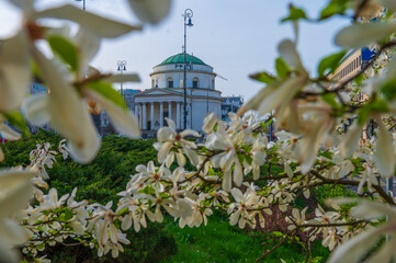 Kościół pw. świętego Aleksandra na placu trzech krzyży w otoczeniu kwitnącej białej magnolii gwiaździstej w kwietniu.