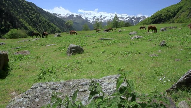 Moving horizontal camera of landscape with horses grazing in a meadow with snowy mountains of La Maladeta massif in the background. Pyrenees, Vall d'Aran, Catalonia, Spain.