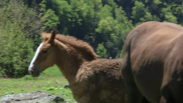 Foals playing with each other next to the herd. Pyrenees, Vall d'Aran, Catalonia, Spain.