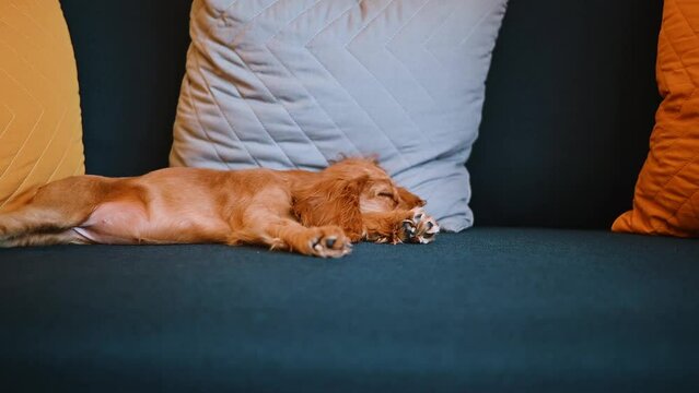 Pet sleeping English cocker spaniel puppy lying on the sofa