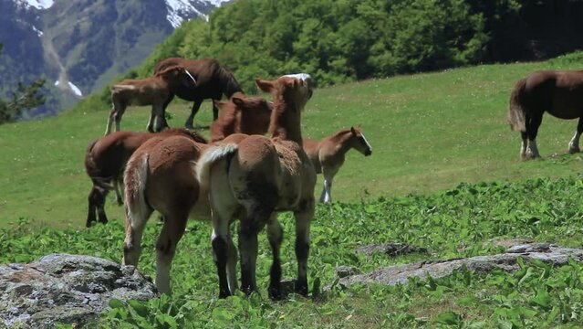 Colts playing with each other. Pyrenees, Vall d'Aran, Catalonia, Spain.