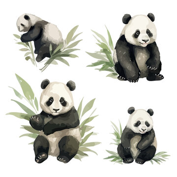 Watercolor drawing vector of bear panda with bamboo leaves, isolated on a white background, clipart image, Illustration painting, design art, panda vector, Graphic logo, drawing clipart. 