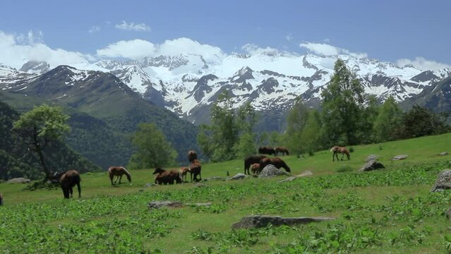 Landscape with horses grazing in liberty in a meadow with snowy mountains of La Maladeta massif in the background. Pyrenees, Vall d'Aran, Catalonia, Spain.