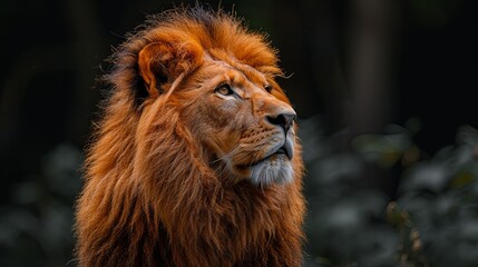 A powerful, handsome lion with a thick, flowing mane stands tall, radiating strength, nobility, and timeless beauty in the heart of the wild. Generated by AI.