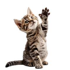 cat giving high five on Transparent background 