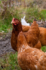 Chickens, free range garden flock of hens. mixed breed red brown white Leghorn poultry. Columbian black tail.