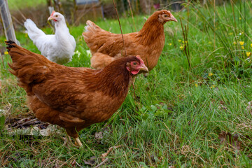 Chickens, hen field.  free range garden flock of hens. mixed breed red brown white Leghorn poultry. Columbian black tail.