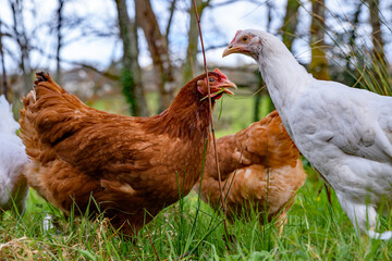 Chickens, free range garden flock of hens. mixed breed red brown white Leghorn poultry. Columbian black tail.