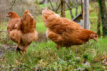 Chickens, free range garden flock of hens. mixed breed red brown white Leghorn poultry. Columbian black tail.
