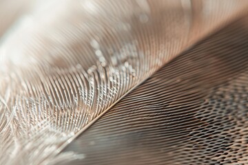 Close-up of a feather