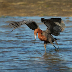 Reddish Egret