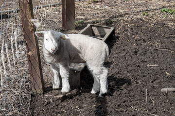 portrait of  cute young sheep lamb in the spring sunshine - obrazy, fototapety, plakaty