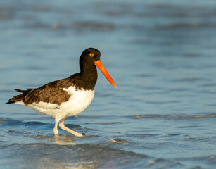 Oyster Catcher