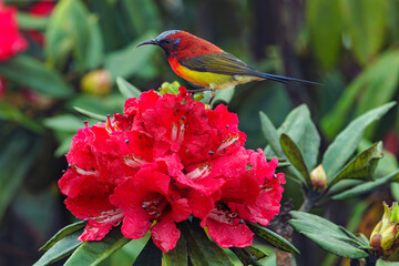 Colorful sunbird on wild rhododendron red flowers, Thailand - 776146193